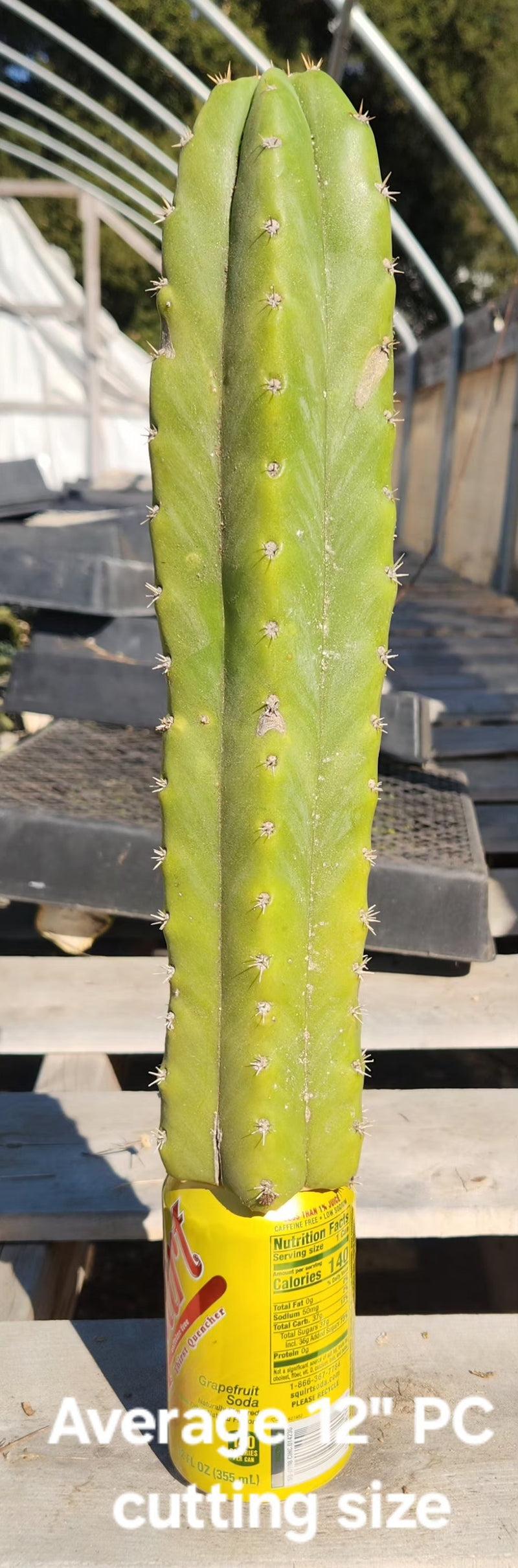 Trichocereus Pachanoi Common San Pedro PC Ornamental Grafting Cactus Cuttings and Potted