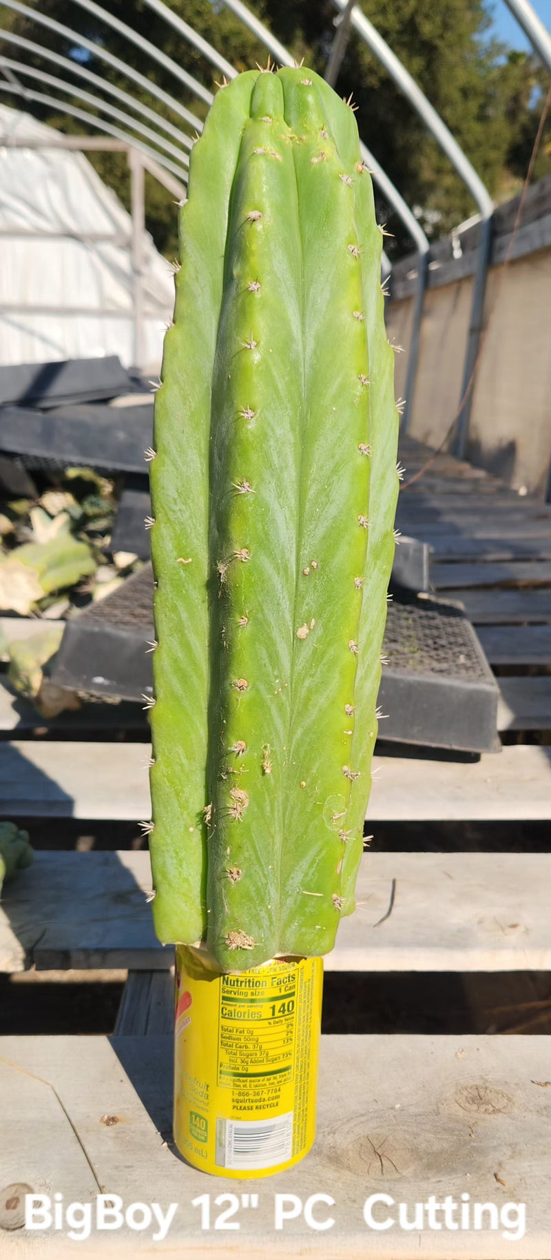 Trichocereus Pachanoi Common San Pedro PC Ornamental Grafting Cactus Cuttings and Potted