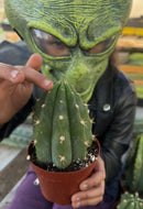 Trichocereus Pachanoi Common San Pedro PC Ornamental Grafting Cactus Cuttings and Potted