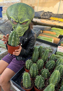 Trichocereus Pachanoi Common San Pedro PC Ornamental Grafting Cactus Cuttings and Potted