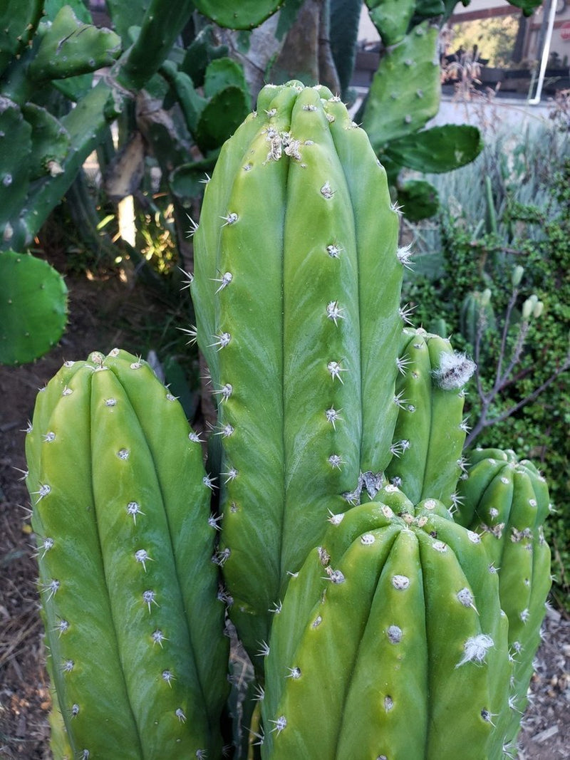 Trichocereus Pachanoi Common San Pedro PC Ornamental Grafting Cactus Cuttings and Potted