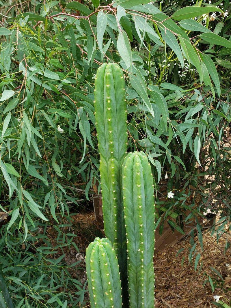 Trichocereus Pachanoi Common San Pedro PC Ornamental Grafting Cactus Cuttings and Potted