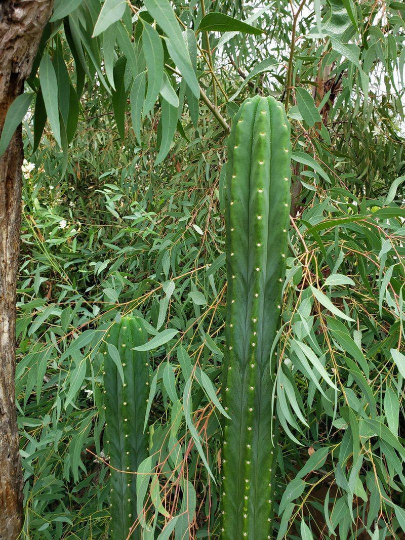 Trichocereus Pachanoi Common San Pedro PC Ornamental Grafting Cactus Cuttings and Potted