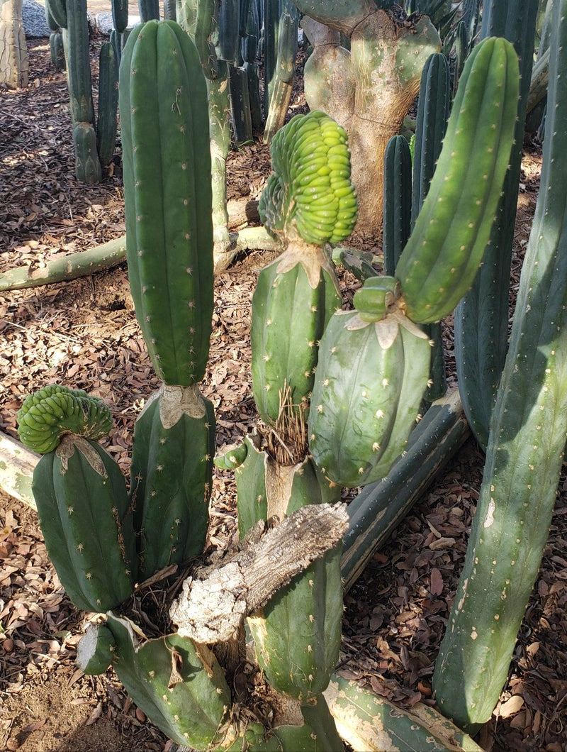 Trichocereus Pachanoi Common San Pedro PC Ornamental Grafting Cactus Cuttings and Potted