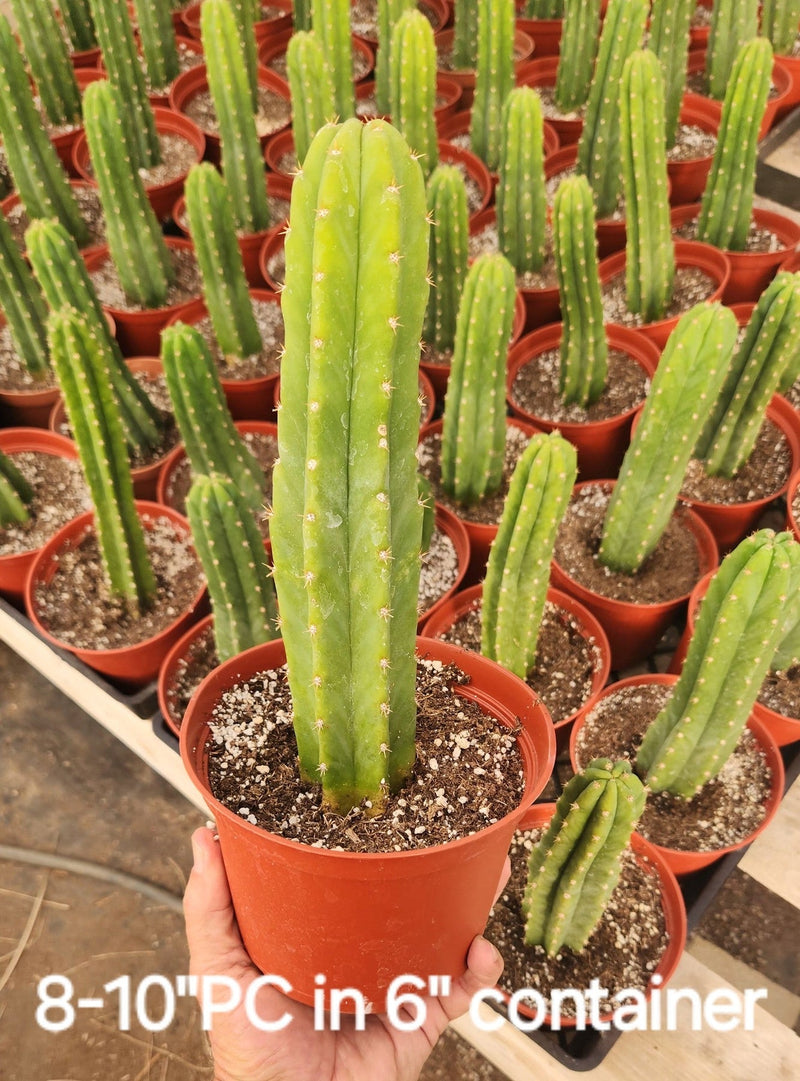 Trichocereus Pachanoi Common San Pedro PC Ornamental Grafting Cactus Cuttings and Potted