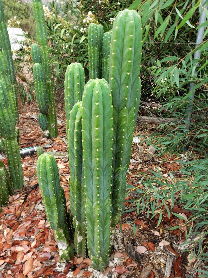 san pedro cactus growth Trichocereus Pachanoi Common San Pedro PC Ornamental Grafting Cactus C