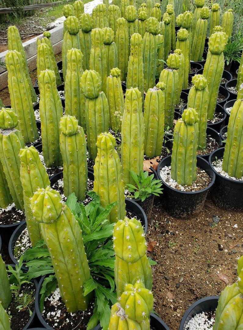 Trichocereus Pachanoi PC Common Ornamental Cactus 12"-15"