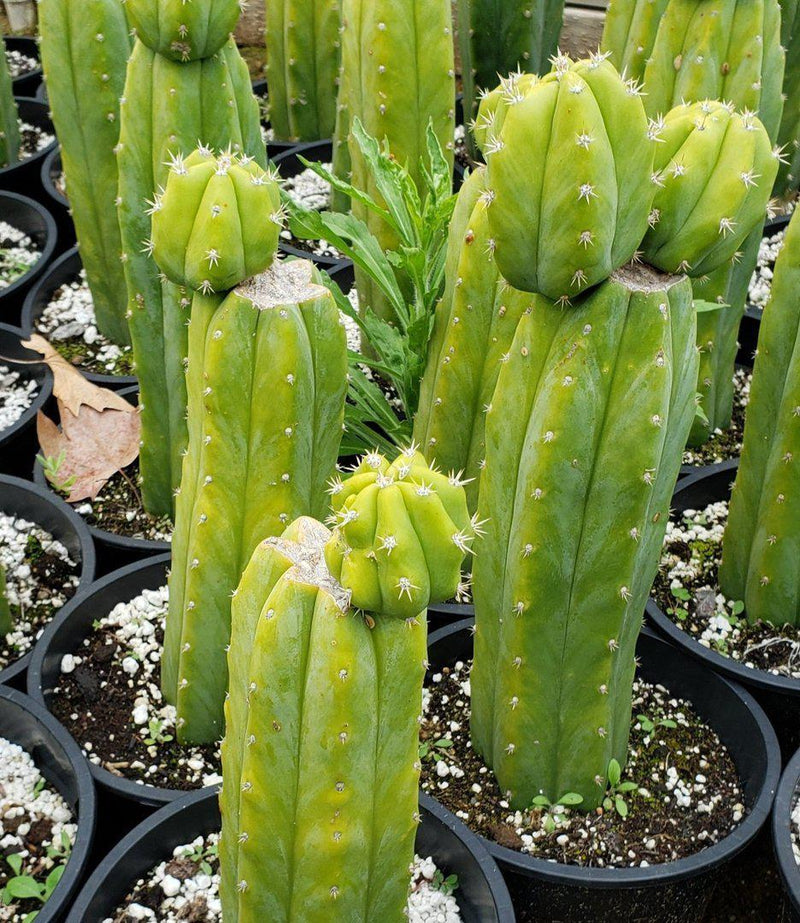 Trichocereus Pachanoi PC Common Ornamental Cactus 12"-15"