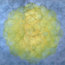 Triteleia - Limited Edition Canvas Print