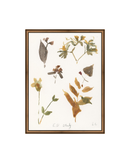 E.D Botanical Study