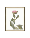 Single Rose