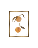 Oranges II