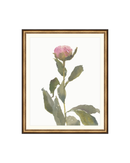 Single Rose