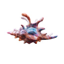 Velvet Claws Realistic Conch Shell Hair Claw in Mermaid Colors