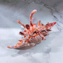 Velvet Claws Realistic Conch Shell Hair Claw in Natural Brown and White