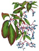 Virginia Creeper - Open Edition Paper Print