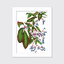 Virginia Creeper - Open Edition Paper Print