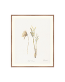 Wild Flowers II