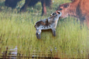 Water Buffalo Lapel Pin