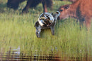 Water Buffalo Lapel Pin