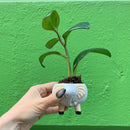 White Elephant Pot | Decorative Succulents Ceramic Planter  | 2.5" Tall