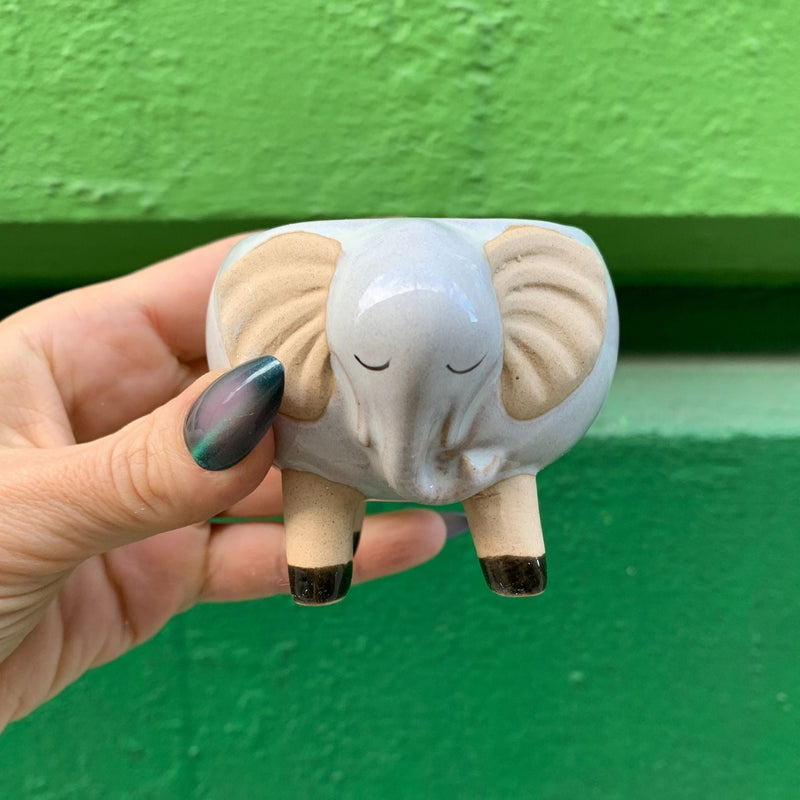 succulent elephant pot White Elephant Pot