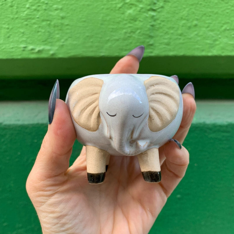 succulent elephant pot White Elephant Pot