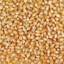 Organic White Popcorn Kernels | 25 lb | Non-GMO | Grain Place Foods