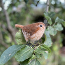 Felting Kit - Wren Needle Felt Kit