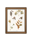 E.D Botanical Study