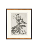 Pine Etchings 2