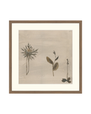 Botanical Thoughts IV