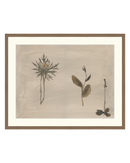 Botanical Thoughts IV