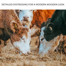 Family Of Hereford Cattle Canvas Wall Art