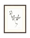 Sketched Botanical