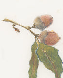 Acorn