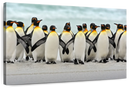 Waddle Of Penguins Wall Art