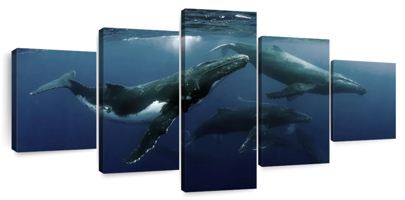 Humpback Whales Wall Art