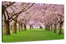 Cherry Blossom Trees Wall Art