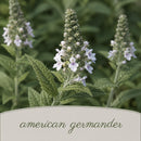 Chic & Shady Live Plant Landscape Kit | Prairie Legacy Inc.