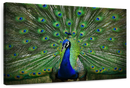 Peacock Feathers Wall Art
