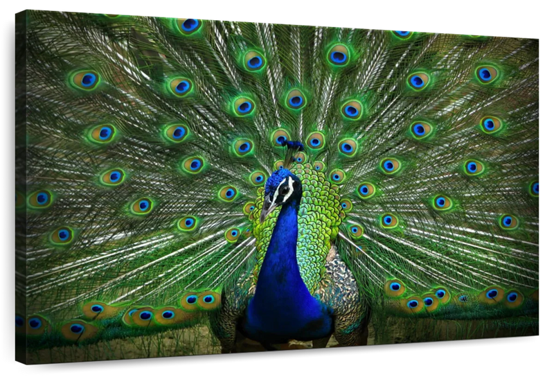 Peacock Feathers Wall Art