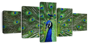 Peacock Feathers Wall Art
