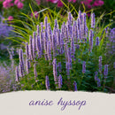 Mini Native Tall Hummingbird Seed Mix | Prairie Legacy Inc.