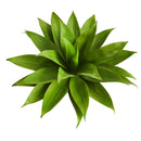 2’ Agave Succulent Artificial Plant in White Planter