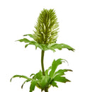 22” Thistle Artificial Flower (Set of 12)