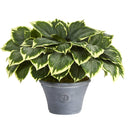 23” Variegated Hosta Artificial Plant in Gray Planter