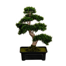24" Cedar Bonsai Tree