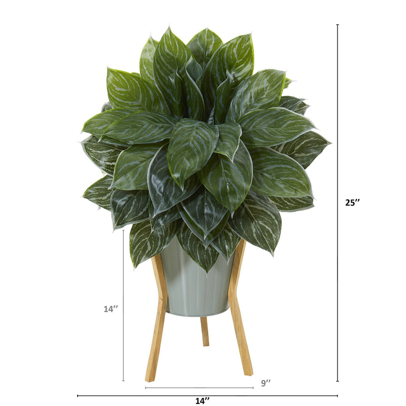 dracaena fragans Dracaena Janet Craig: Low-Maintenance Tropical Plant for Your Home –  Bloombox Club main image 1