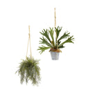 27” Tillandsia Moss and Staghorn Artificial Plant in Hanging Bucket (Set of 2)